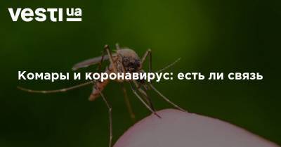 Комары и коронавирус: есть ли связь - vesti.ua