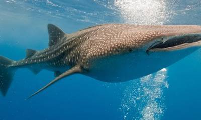 Спилбергу и не снилось. У китовых акул обнаружили зубы на глазах - focus.ua