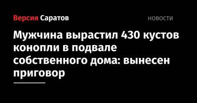 Мужчина вырастил 430 кустов конопли в подвале собственного дома: вынесен приговор - nversia.ru - Саратов