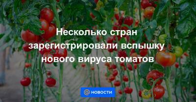 Несколько стран зарегистрировали вспышку нового вируса томатов - news.mail.ru - Россия - США - Англия - Израиль - Франция - Польша - Испания - Голландия