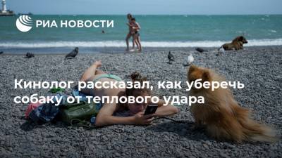 Игорь Орлов - Кинолог рассказал, как уберечь собаку от теплового удара - ria.ru - Москва