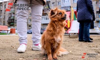 Как уберечь собаку в жару? Отвечает кинолог - fedpress.ru - Москва