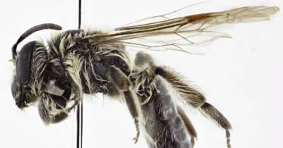 Новую пчелу назвали в честь астронавта - popmech.ru - США - Мексика - шт. Аризона - Гондурас - Никарагуа