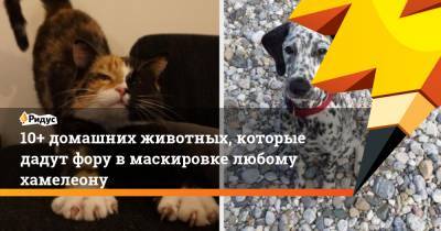 10+ домашних животных, которые дадут фору вмаскировке даже хамелеону - ridus.ru