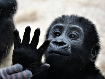 Общность мышления обнаружили у обезьян и американцев - live24.ru - США - Боливия