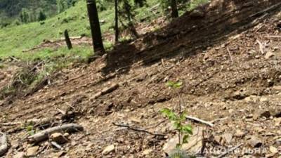 На Закарпатье двух экс-чиновников будут судить за незаконную вырубку леса - ru.espreso.tv - Украина