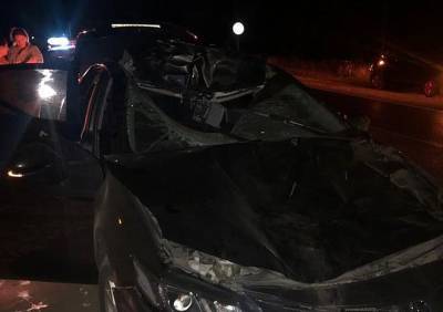 У Дубровичей Toyota сбила лося, погиб человек - ya62.ru - Россия - Спасск - Рязань - район Рязанский