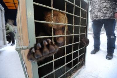 Центр по спасению медвежат опубликовал видео из жизни подопечных - vm.ru - Тверская обл.