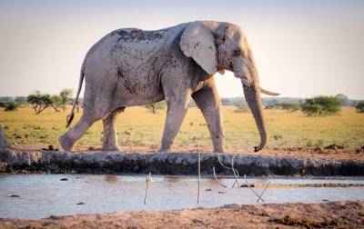 В Африке за месяц загадочно умерли сотни слонов - korrespondent.net - Англия - Ботсвана