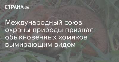 Международный союз охраны природы признал обыкновенных хомяков вымирающим видом - strana.ua