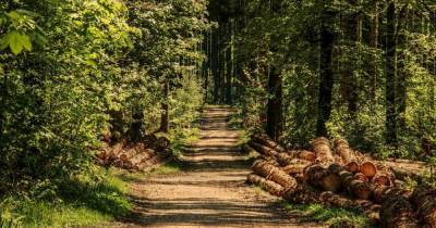 Киевлян планируют защитить от шума деревьями - tsn.ua - Киев
