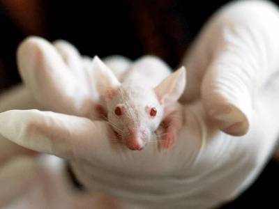 В Китае создали восприимчивых к коронавирусу мышей - live24.ru - Россия - Китай