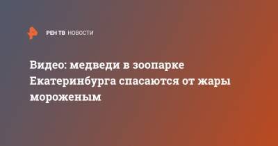 Видео: медведи в зоопарке Екатеринбурга спасаются от жары мороженым - ren.tv - Екатеринбург