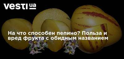 На что способен пепино? Польза и вред фрукта с обидным названием - vesti.ua - Израиль - Колумбия - Япония - Испания - Новая Зеландия - Боливия - Эквадор - шт. Калифорния - Чили - Марокко - Кения