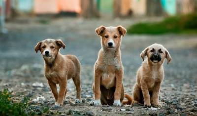 Волгоградские приюты для собак будут бороться с нерадивыми хозяевами - mirnov.ru - Волгоград
