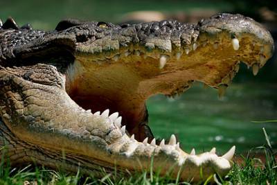 Гребнистый крокодил утащил под воду торговца молоком - lenta.ru - India