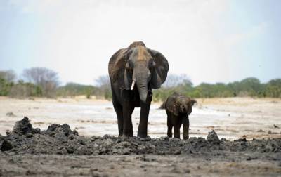В Ботсване расследуют массовую гибель слонов - korrespondent.net - Зимбабве - Ботсвана