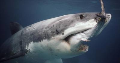 Подросток погиб после нападения акулы у побережья Австралии - ren.tv - Австралия