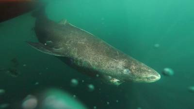 В Австралии акула загрызла 17-летнего серфера - gazeta.ru - Австралия