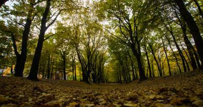 В Гвардейском районе 38-летняя женщина заблудилась и провела ночь в лесу - klops.ru