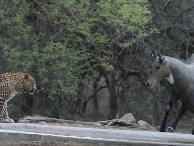 «Вот это выдержка!»: Самец антилопы проигнорировал леопарда на водопое - golos.ua - Украина - Индия - Джайпур