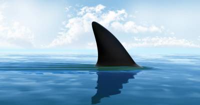 Белая акула в Австралии смертельно покалечила подростка - ren.tv - Австралия