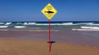 Подросток скончался после нападения акулы в Австралии - iz.ru - Израиль - Australia - штат Квинсленд