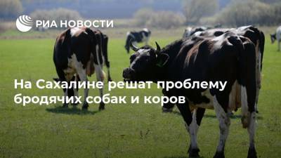 Валерий Лимаренко - На Сахалине решат проблему бродячих собак и коров - ria.ru - Россия - Сахалин