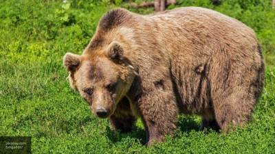 МЧС рассказало, как вести себя при встрече с медведем - newinform.com - Нападение