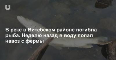 В реке в Витебском районе погибла рыба. Неделю назад в воду попал навоз с фермы - news.tut.by - район Витебский