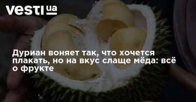 Дуриан воняет так, что хочется плакать, но на вкус слаще мёда: всё о фрукте - vesti.ua