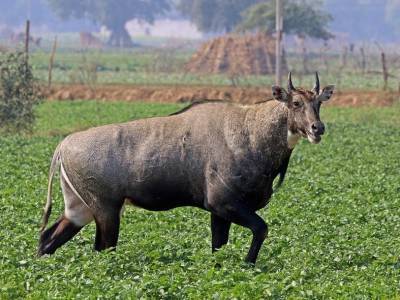 Завезенные из Индии нильгау способствуют распространению опасных болезней коров в Техасе - polit.ru - США - Техас - Индия
