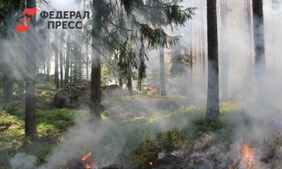 В Красноярском крае в пятнадцать раз сократилась площадь лесных пожаров - fedpress.ru - Красноярский край - Красноярск