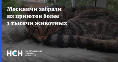 Артем Кирьянов - Москвичи забрали из приютов более 1 тысячи животных - nsn.fm - Россия