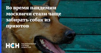 Во время пандемии москвичи стали чаще забирать собак из приютов - nsn.fm