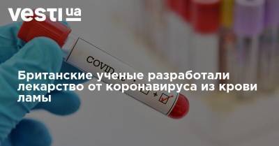 Британские ученые разработали лекарство от коронавируса из крови ламы - vesti.ua