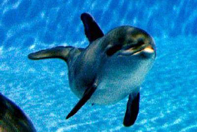 Россияне случайно убили новорожденного дельфиненка в Черном море - lenta.ru - Крым