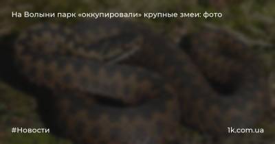 На Волыни парк «оккупировали» крупные змеи: фото - 1k.com.ua - Украина - Волынская обл.