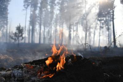 Почти 1,5 тысяч гектаров леса горело в Бурятии - interfax-russia.ru - респ.Бурятия - Байкальск