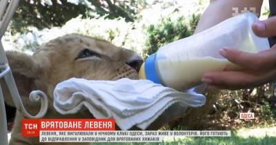 С черного рынка в Африку: в Одессе спасли маленькую львицу Налу, которую выгуливали в ночном клубе - tsn.ua - Одесса