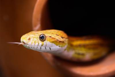 Ядовитая змея укусила трех членов одной семьи за четыре дня - lenta.ru - Индия - штат Уттар-Прадеш