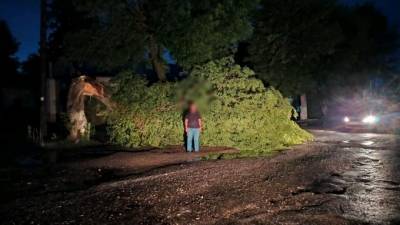 В Саратовской области на 15-летнюю девочку упало дерево - piter.tv - Саратовская обл.