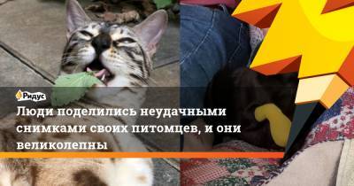 Томас Круз - Люди поделились неудачными снимками своих питомцев, и они великолепны - ridus.ru