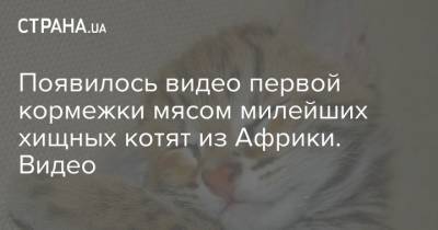 Появилось видео первой кормежки мясом милейших хищных котят из Африки. Видео - strana.ua - Юар