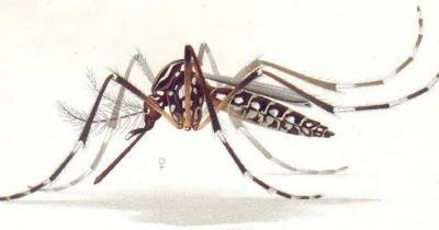 Кровососущую самку комара превратили в «безвредного» самца - popmech.ru - Россия - state Virginia