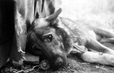 В Днепре устроили охоту на собак, срочное предупреждение: "доживают в муках" - dnepr.politeka.net - Днепр
