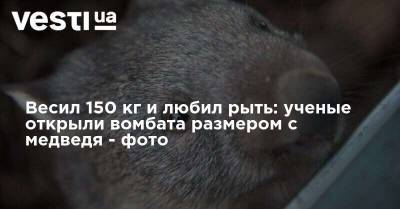 Весил 150 кг и любил рыть: ученые открыли вомбата размером с медведя - фото - vesti.ua - Украина - Австралия - Эфиопия - Гвинея