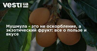 Мушмула - это не оскорбление, а экзотический фрукт: все о пользе и вкусе - vesti.ua