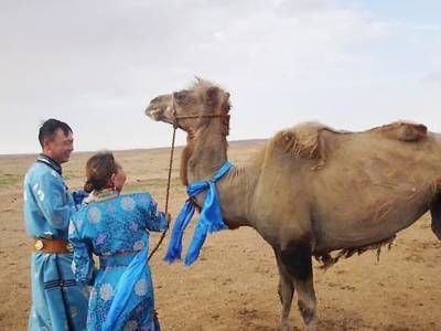 Верблюд сбежал от нового владельца и прошёл 100 километров, чтобы вернуться к старым хозяевам - golos.ua - Китай - Украина - район Внутренняя Монголия - Баян-Нур