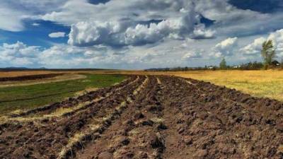 После открытия рынка земли гектар будет стоить $1500-2000, - прогноз - ru.espreso.tv - Украина